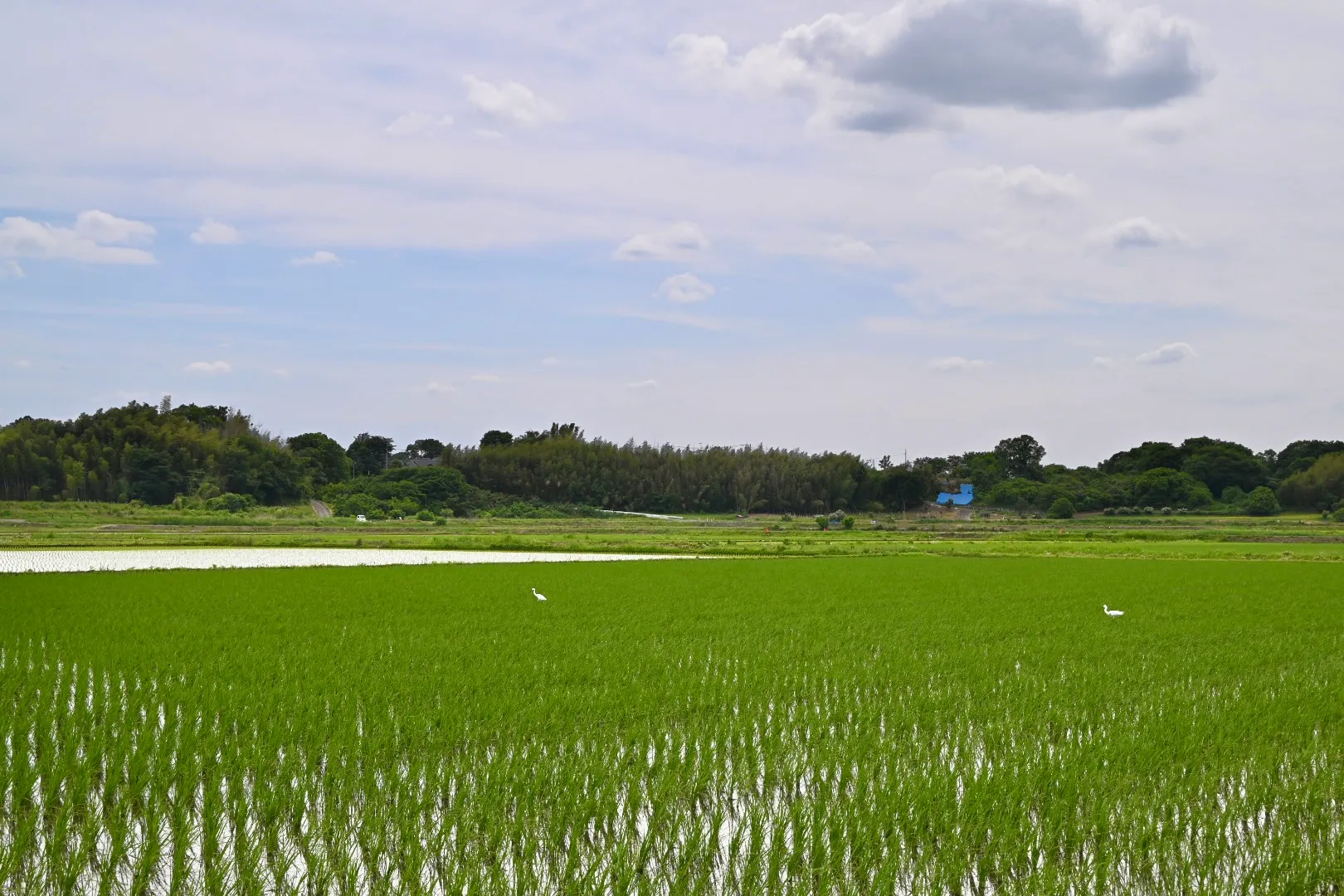 田んぼと鳥
